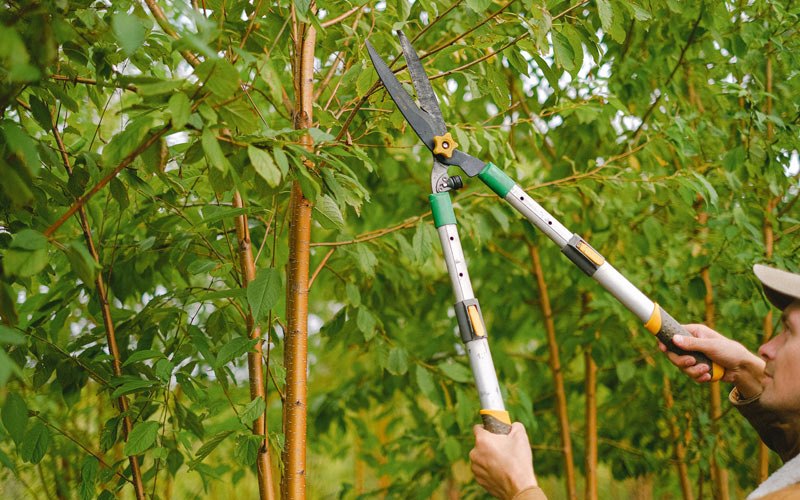 Tree trimming in Manati, PR